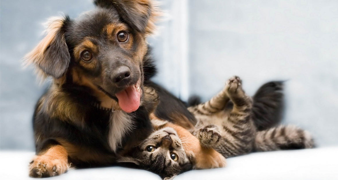 Cortadora de Pelo Para Mascotas 🐕🐈😸🐶🐩🐾